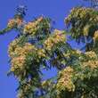 Ailanthus altissima: Bild 4/7