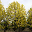 Liriodendron tul. 'Aureomarginatum': Bild 4/5
