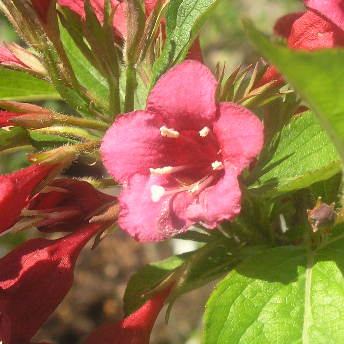 Weigelie rot Weigela 'Bristol Ruby' rot