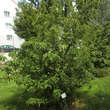 Cornus mas 'Jolico': Bild 10/10