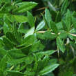 Berberis hookeri: Bild 2/2