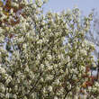 Amelanchier ovalis (A. rotundifolia): Bild 4/7