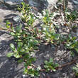 Arctostaphylos uva-ursi: Bild 2/3