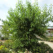 Maclura pomifera: Bild 9/11