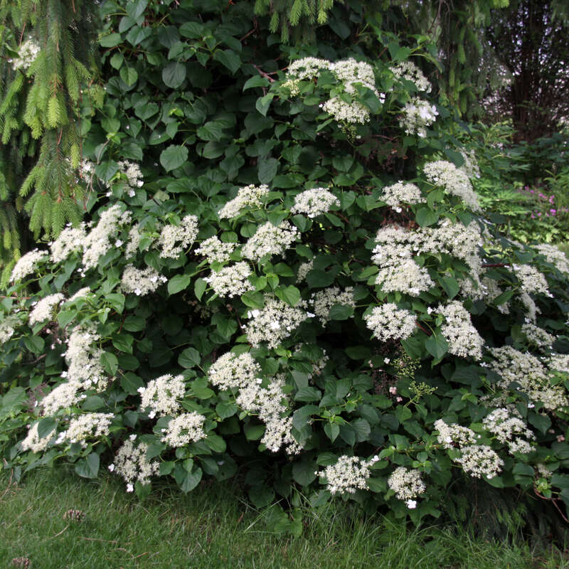 Semiola kletterhortensie Kletterhortensie online