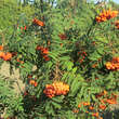 Sorbus 'Bursinka': Bild 7/7