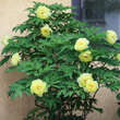 Paeonia suffruticosa gelb: Bild 4/5