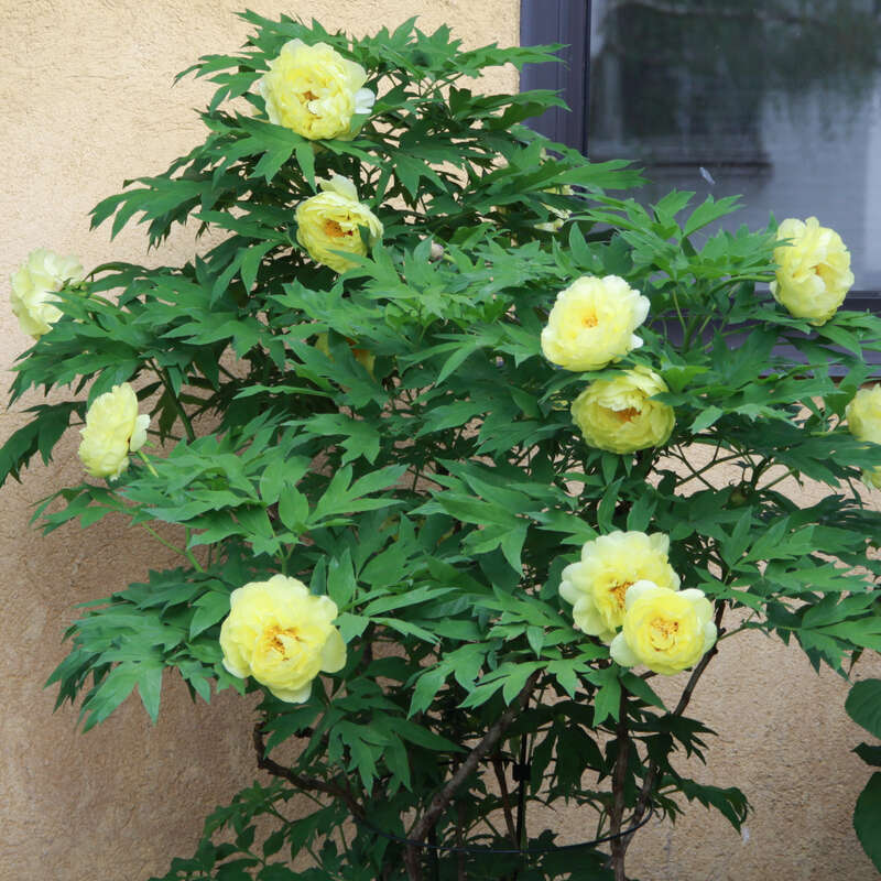 Strauch Pfingstrose Paeonia Suffruticosa Gelb Gelb