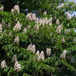 Aesculus hippocastanum: Bild 7/9