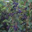 Amelanchier ovalis (A. rotundifolia): Bild 6/7