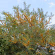 Hippophae rhamn. 'Orange Energy': Bild 6/6