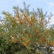 Hippophae rhamn. 'Orange Energy': Bild 6/6
