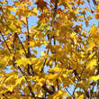 Acer cappadocicum 'Aureum': Bild 2/3