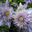 Clematis 'Multi Blue': Bild 4/7