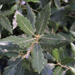 Quercus kewensis: Bild 2/6