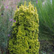Taxus baccata 'Fastigiata Aurea': Bild 4/4