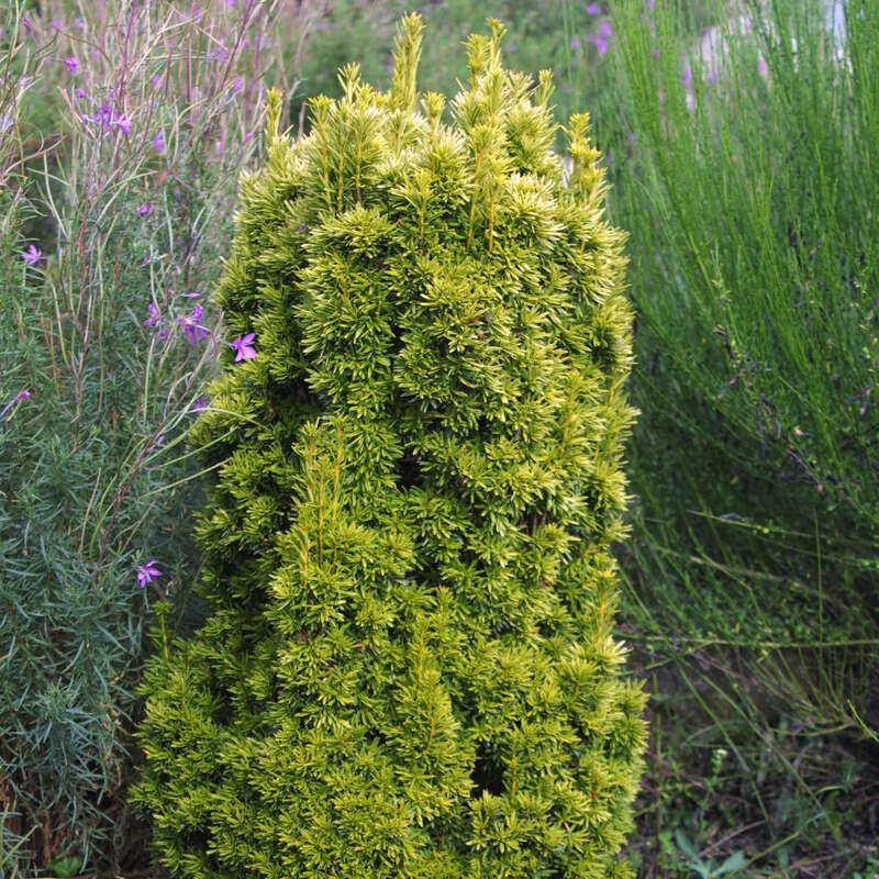 Gold-Suleneibe - Taxus baccata 'Fastigiata Aurea' - gelb