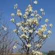 Magnolia denudata 'Double Diamond': Bild 5/5