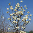 Magnolia denudata 'Double Diamond': Bild 5/5