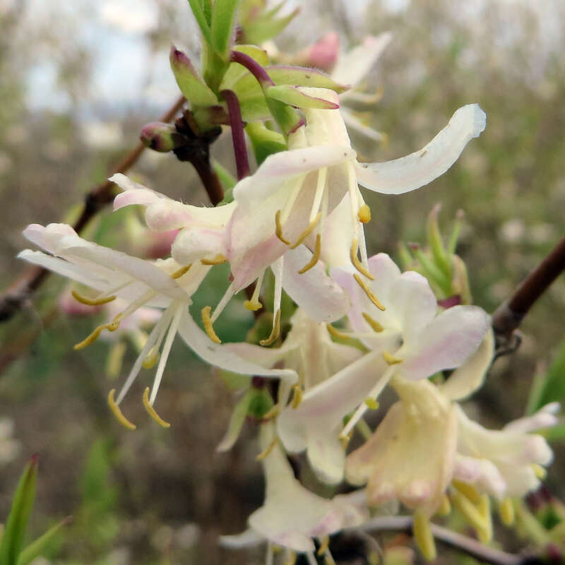 Frhlingsgeiblatt - Lonicera purpusii - rahmgelb, sehr intensiver Duft !  blht vor dem Laubaustrieb