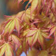 Acer palmatum 'Katsura': Bild 3/9