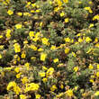 Potentilla fruticosa 'Goldteppich': Bild 2/3