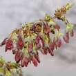 Acer saccharinum 'Laciniatum Wieri': Bild 2/7