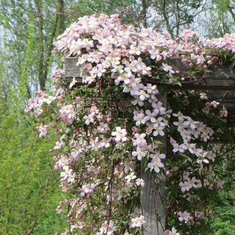 Bergwaldrebe Clematis montana rubens rosa