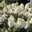 Hydrangea paniculata 'Vanille Frais': Bild 4/6