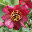 Paeonia delavayi: Bild 6/7