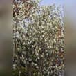 Amelanchier ovalis (A. rotundifolia): Bild 7/7