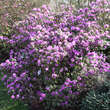 Rhododendron 'Praecox': Bild 6/9