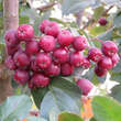 Sorbus 'Grananatnaja': Bild 9/9