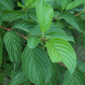 Weißer Hartriegel Cornus alba weiß