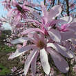 Magnolia loebneri 'Leonard Messel': Bild 7/8