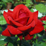 Rose 'Grande Amore' - Moderne Edelrose