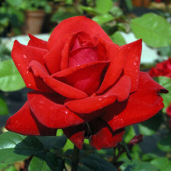 Rose 'Grande Amore'