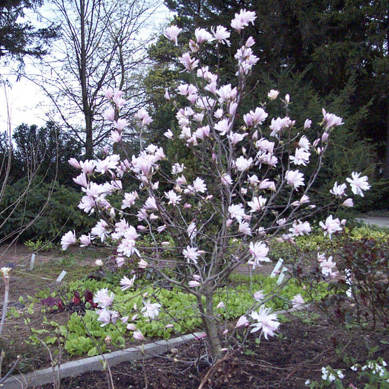 Rosa Sternmagnolie - Magnolia stellata keiskei - rosa