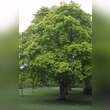 Acer cappadocicum 'Aureum': Bild 3/3