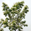 Chionanthus retusus: Bild 10/13