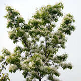 Chionanthus retusus - China-Schneeflockenstrauch