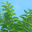 Ailanthus altissima: Bild 3/7