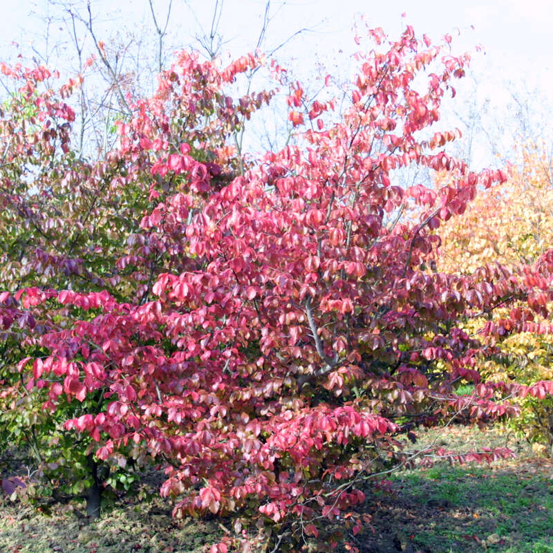 Eisenholzbaum Parrotia persica 'Vanessa' rot