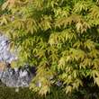 Acer palmatum 'Katsura': Bild 2/9