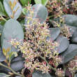 Distylium racemosum: Bild 2/2