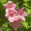 Weigela florida: Bild 3/4