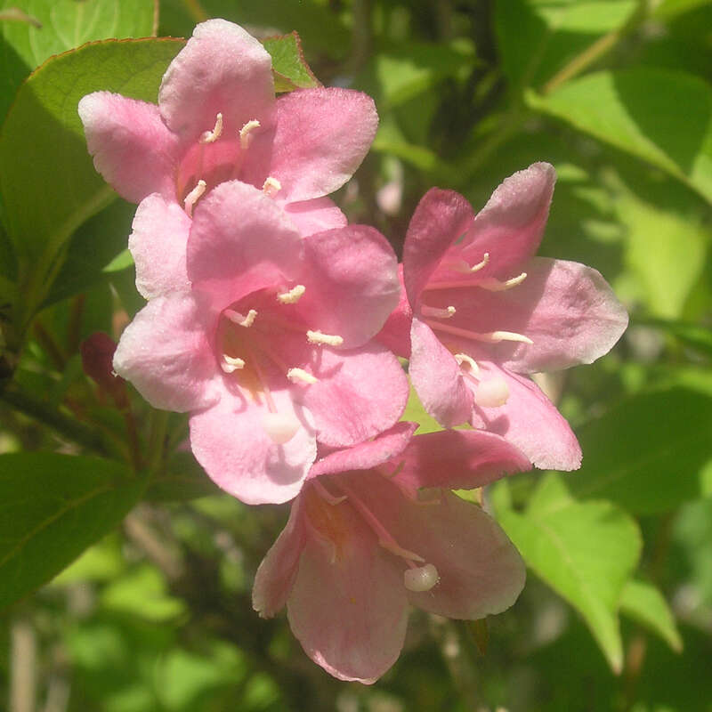 31+ Weigelie Weiß Rosa, Rosa weigelie ist ein buschig und aufrecht