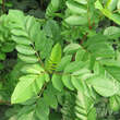 Sorbus 'Grananatnaja': Bild 6/9
