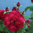 Rose 'L.D. Braithwait': Bild 2/3