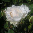 Rose 'Princess of Wales': Bild 4/5